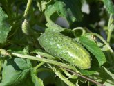 How To Plant Cucumbers