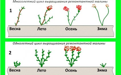 Способы выращивания