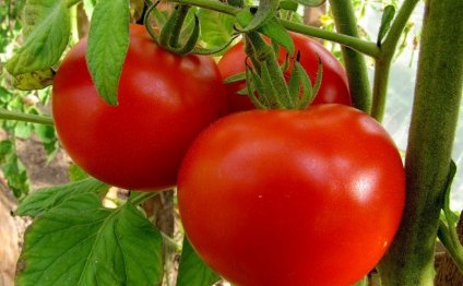 Как вырастить помидоры более