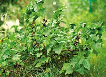 Черная смородина, Ribes nigrum, куст