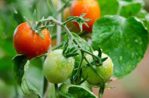 Чтобы был урожай, томатам нужны подкормки