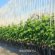 Malian Agrotechnician