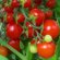 Tomato Agrotechnician In Greenhouse