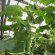 How To Plant Cucumbers In The Greenhouse