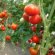 How To Grow Tomatoes