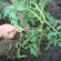 How To Raise Tomatoes In The Open