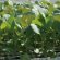 White-Growing Cabbage