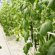 Video Cucumbers In The Greenhouse
