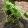 Heat Cucumber Seeds