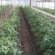 Heat Tomato Planting Scheme