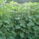 Cucumber Cultivation