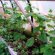 Fertilizer Cultivation In The Greenhouse