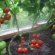 Tomato Cultivation