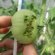 Tomato Breeding In Greenhouse