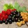 The Berries Are Frost