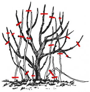 Как обрезать смородину 3-4 год