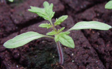 How To Raise Tomatoes In The Heat Of The Video