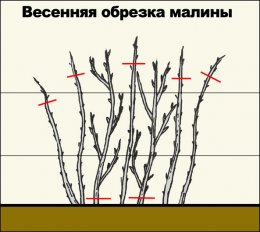 обрезка малины