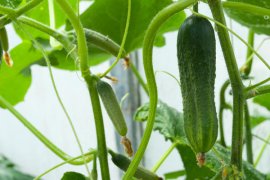 Овощи можно выращивать дома на подоконнике Овощи можно выращивать дома на подоконнике