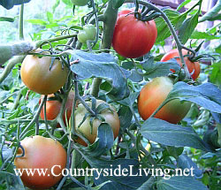Помидоры, томаты в теплице. Мой самый первый урожай томатов, 2006 г.