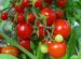 Tomato Agrotechnician In Greenhouse
