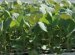 White-Growing Cabbage