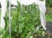 Cucumber Technology