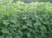 Cucumber Cultivation