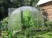 Creating Cucumbers In A Kid