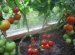 Tomato Cultivation
