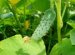 Fertilizer Cultivation