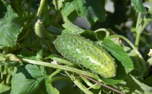 How To Plant Cucumbers