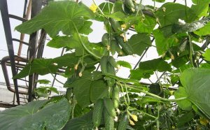 How To Plant Cucumbers In The Greenhouse