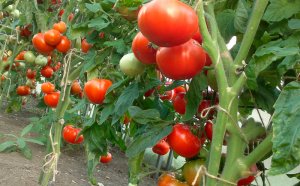 How To Grow Tomatoes