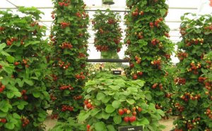 Strawberries How To Grow