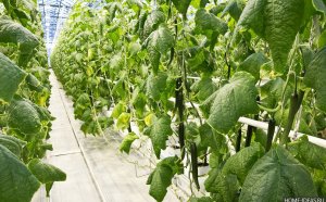 Video Cucumbers In The Greenhouse