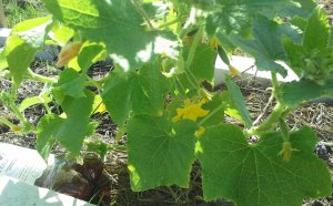 Sajai Cucumbers