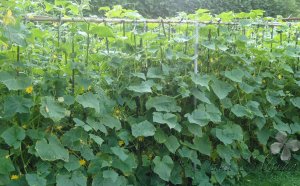 Cucumber Cultivation