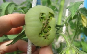 Tomato Breeding In Greenhouse