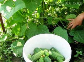 Сбор урожая с плетущихся лиан