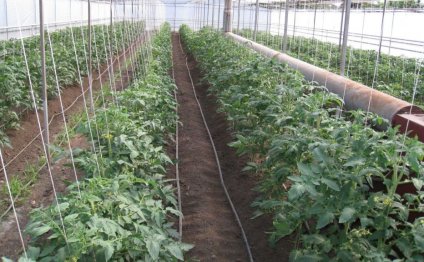 Heat Tomato Planting Scheme
