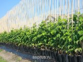 Malian Agrotechnician