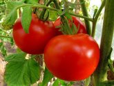 Tomato Agrotechnician In Greenhouse