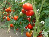 How To Grow Tomatoes