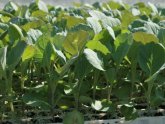 White-Growing Cabbage