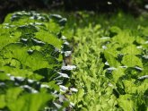 Cabbage On The Ground