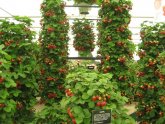 Strawberries How To Grow