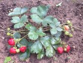 Autumn Strawberries Feed