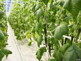 Video Cucumbers In The Greenhouse