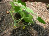 Heat Cucumber Seeds